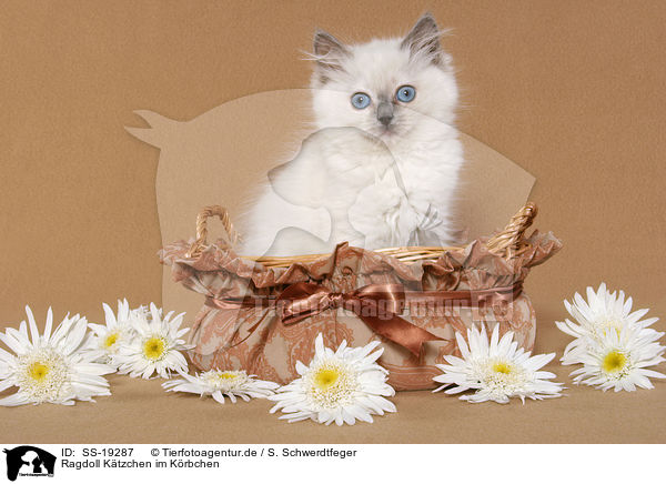 Ragdoll Ktzchen / ragdoll kitten / SS-19287
