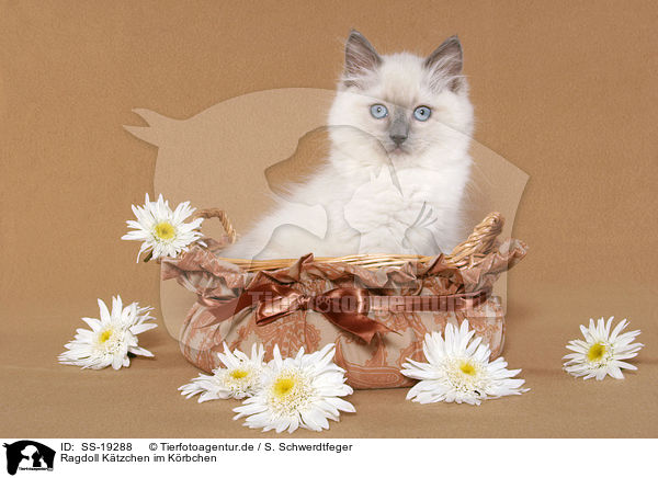Ragdoll Ktzchen / ragdoll kitten / SS-19288