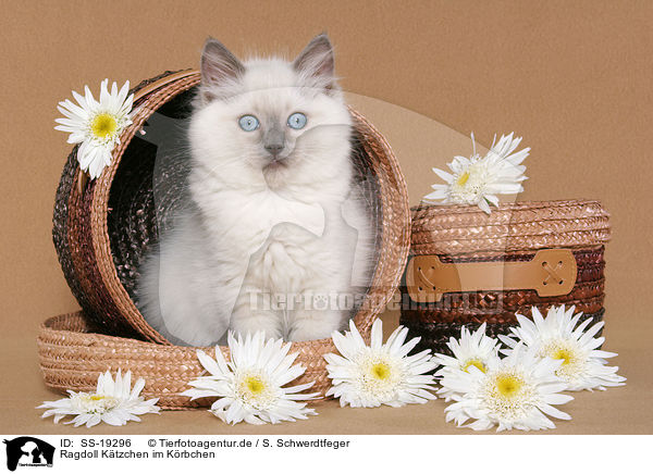 Ragdoll Ktzchen / ragdoll kitten / SS-19296