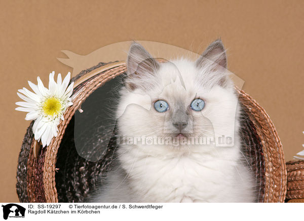 Ragdoll Ktzchen / ragdoll kitten / SS-19297