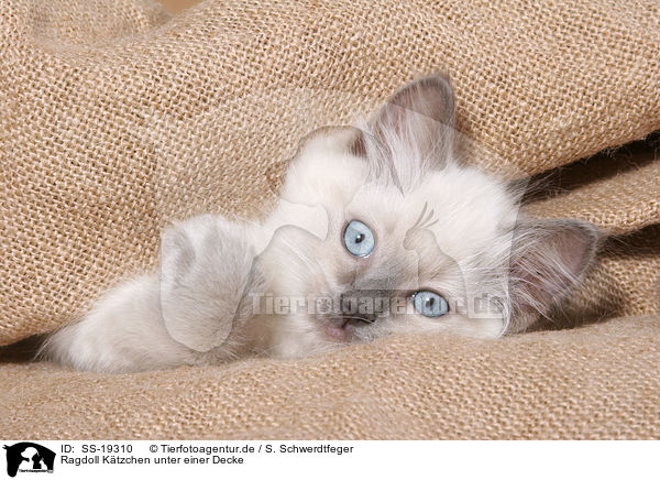 Ragdoll Ktzchen unter einer Decke / SS-19310