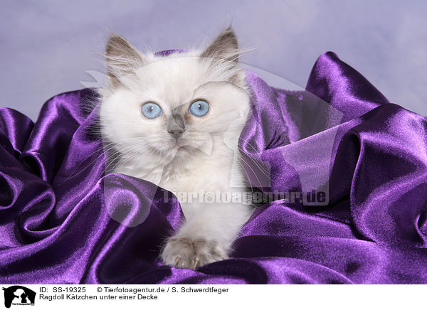Ragdoll Ktzchen unter einer Decke / SS-19325