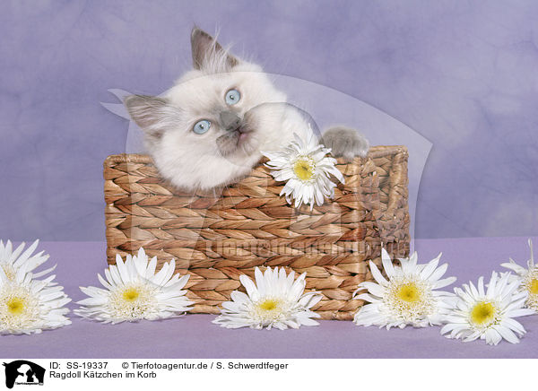 Ragdoll Ktzchen / ragdoll kitten / SS-19337