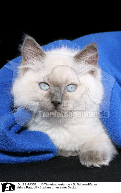 ses Ragdoll Ktzchen unter einer Decke / SS-19352