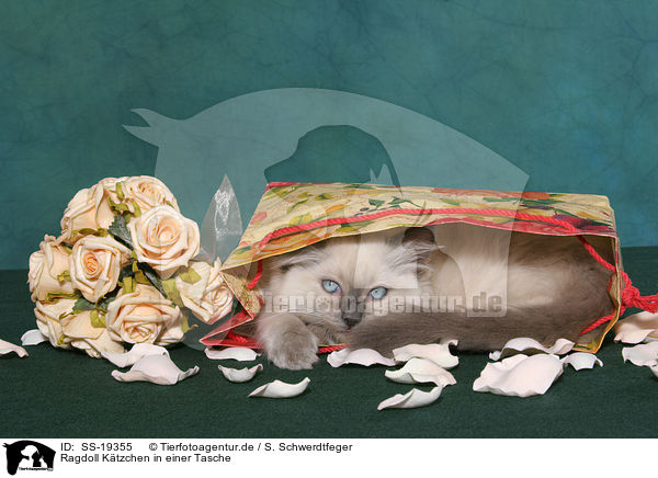 Ragdoll Ktzchen / ragdoll kitten / SS-19355