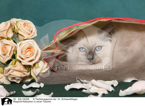 Ragdoll Ktzchen / ragdoll kitten / SS-19356
