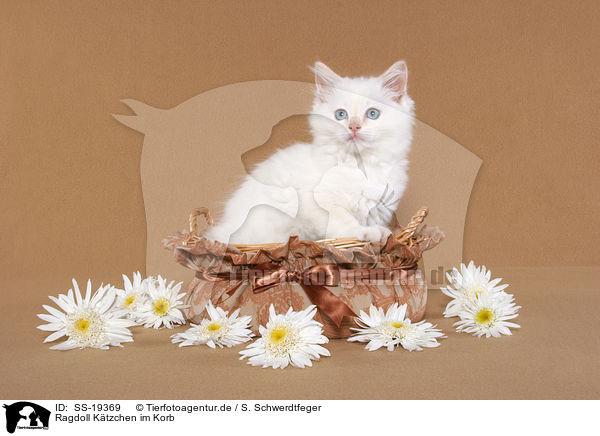 Ragdoll Ktzchen / ragdoll kitten / SS-19369
