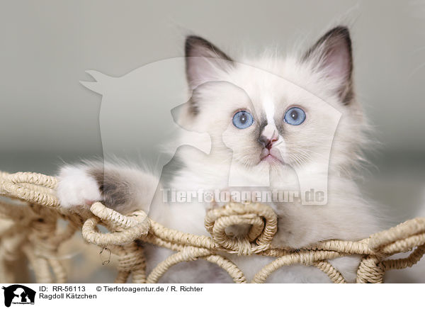 Ragdoll Ktzchen / Ragdoll kitten / RR-56113