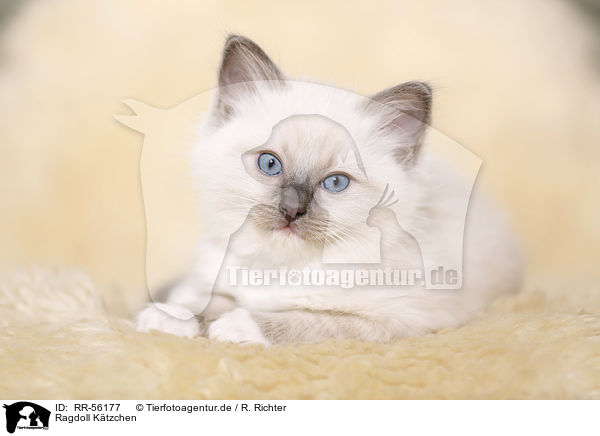 Ragdoll Ktzchen / RR-56177