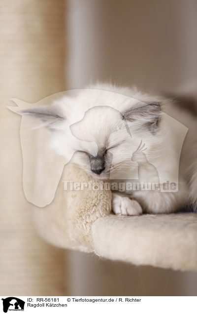 Ragdoll Ktzchen / Ragdoll kitten / RR-56181