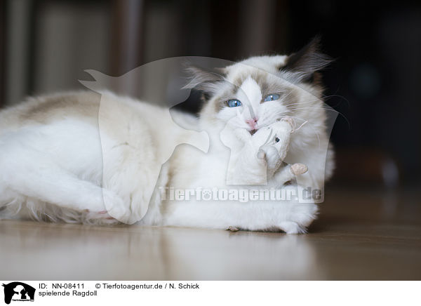 spielende Ragdoll / playing Ragdoll / NN-08411