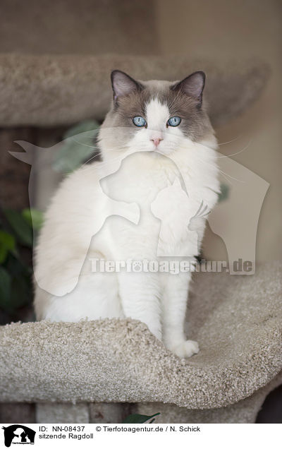 sitzende Ragdoll / sitting Ragdoll / NN-08437