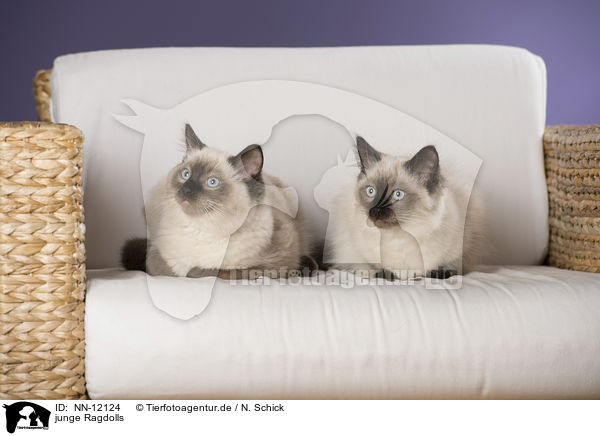 junge Ragdolls / young Ragdolls / NN-12124