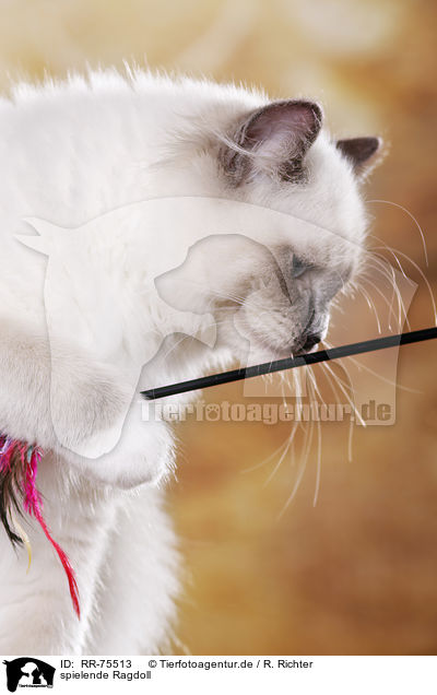 spielende Ragdoll / playing Ragdoll / RR-75513
