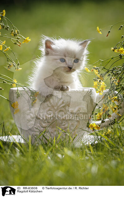 Ragdoll K�tzchen / Ragdoll Kitten / RR-83608