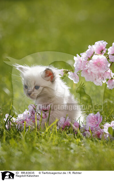Ragdoll Ktzchen / RR-83635