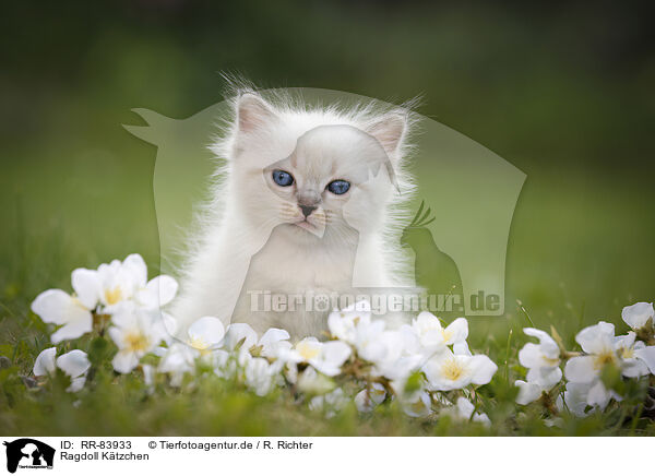Ragdoll Ktzchen / RR-83933