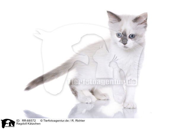 Ragdoll Ktzchen / RR-88572
