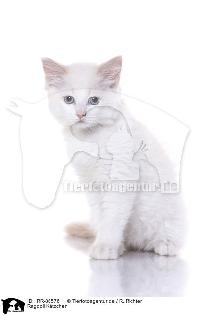 Ragdoll Ktzchen / RR-88576