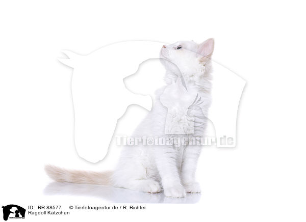 Ragdoll Ktzchen / RR-88577