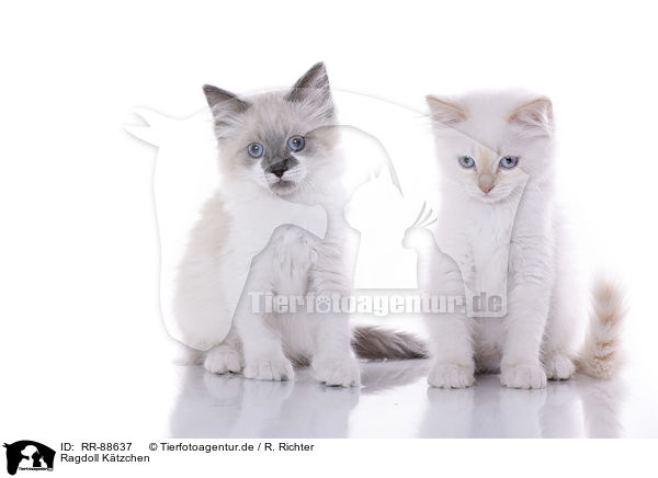 Ragdoll Ktzchen / RR-88637