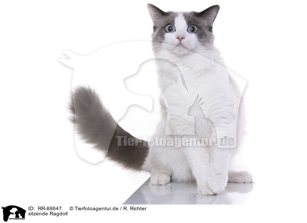 sitzende Ragdoll / RR-88647