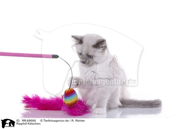 Ragdoll Ktzchen / RR-88668
