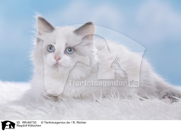 Ragdoll Ktzchen / Ragdoll Kitten / RR-88730
