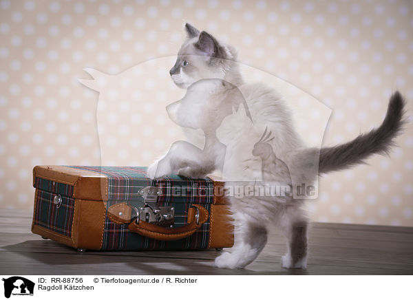 Ragdoll Ktzchen / Ragdoll Kitten / RR-88756