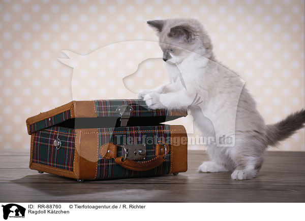 Ragdoll Ktzchen / Ragdoll Kitten / RR-88760