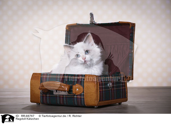 Ragdoll Ktzchen / Ragdoll Kitten / RR-88767