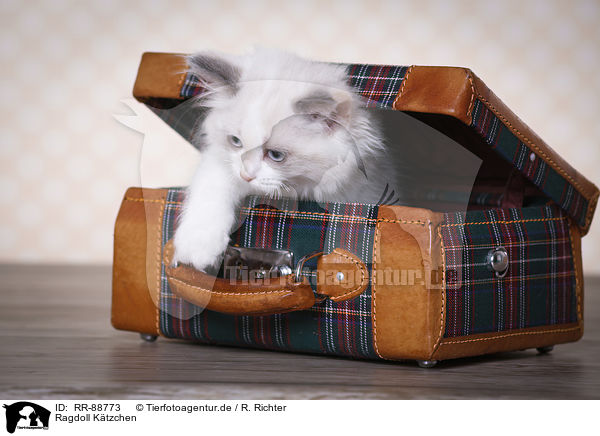 Ragdoll Ktzchen / Ragdoll Kitten / RR-88773
