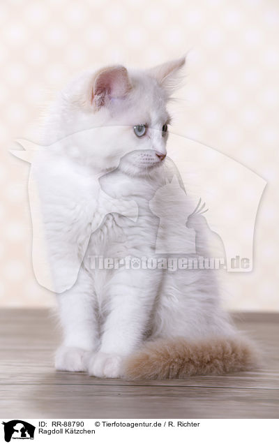 Ragdoll Ktzchen / Ragdoll Kitten / RR-88790