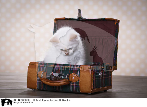 Ragdoll Ktzchen / Ragdoll Kitten / RR-88800