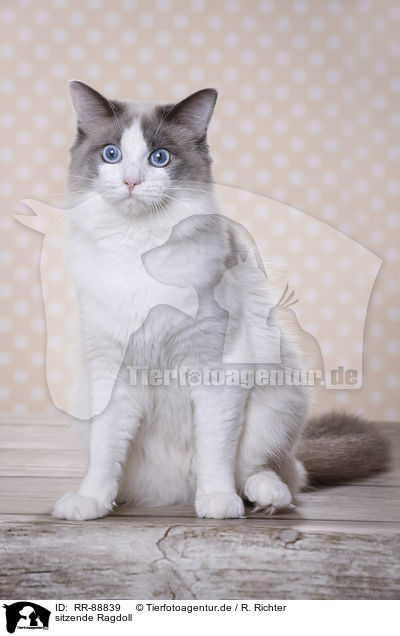 sitzende Ragdoll / sitting Ragdoll / RR-88839