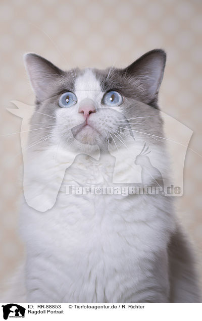 Ragdoll Portrait / Ragdoll Portrait / RR-88853
