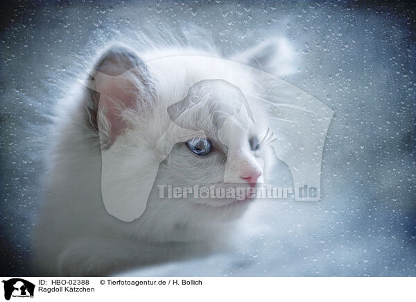 Ragdoll Ktzchen / Ragdoll Kitten / HBO-02388