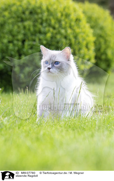 sitzende Ragdoll / MW-07780