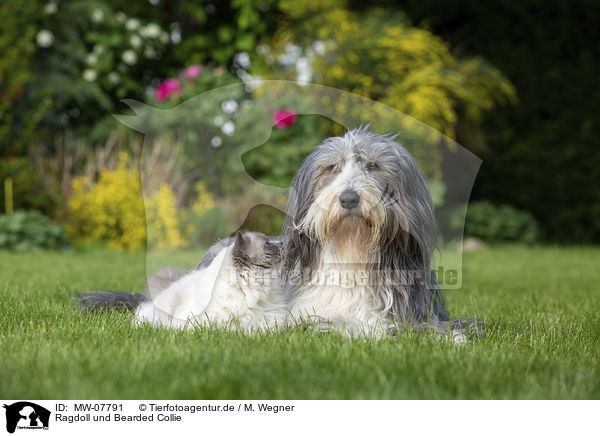 Ragdoll und Bearded Collie / MW-07791