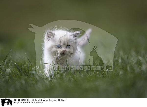 Ragdoll Ktzchen im Gras / Ragdoll kitten in the grass / SI-01003