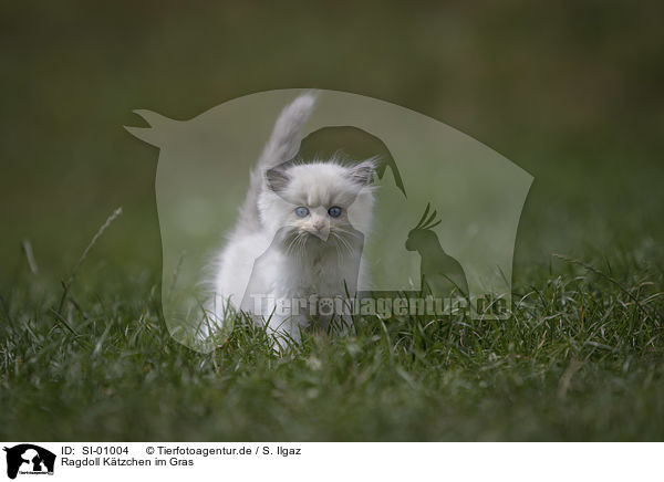 Ragdoll Ktzchen im Gras / Ragdoll kitten in the grass / SI-01004