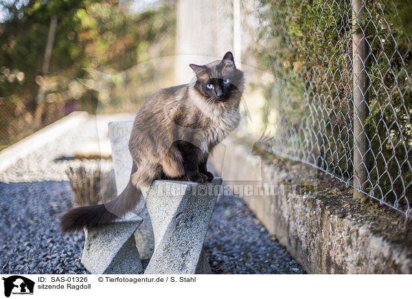 sitzende Ragdoll / sitting Ragdoll / SAS-01326