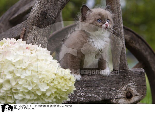 Ragdoll Ktzchen / Ragdoll Kitten / JM-02318