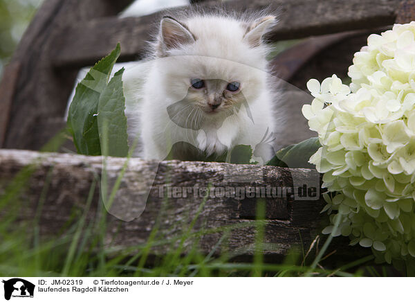 laufendes Ragdoll Ktzchen / walking Ragdoll Kitten / JM-02319