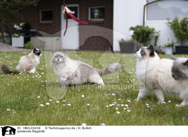 spielende Ragdolls / HBO-03439