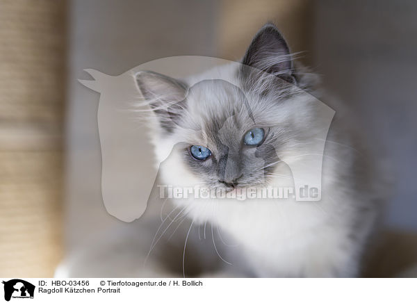 Ragdoll Ktzchen Portrait / Ragdoll Kitten portrait / HBO-03456
