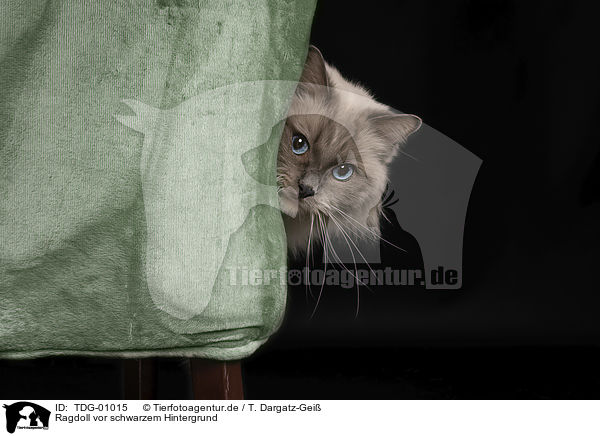 Ragdoll vor schwarzem Hintergrund / Ragdoll in front of black background / TDG-01015