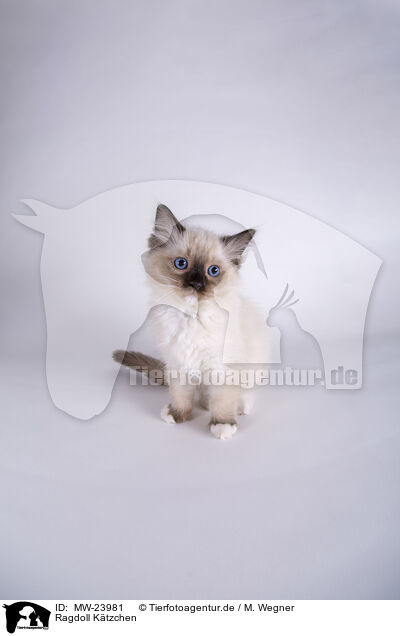 Ragdoll K�tzchen / Ragdoll kitten / MW-23981