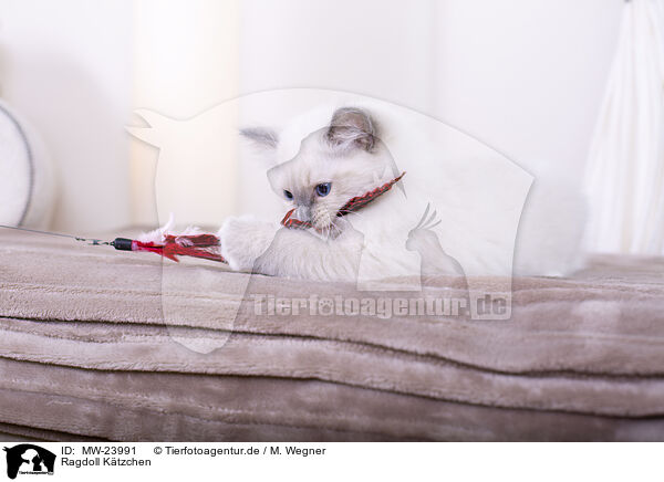 Ragdoll Ktzchen / Ragdoll kitten / MW-23991