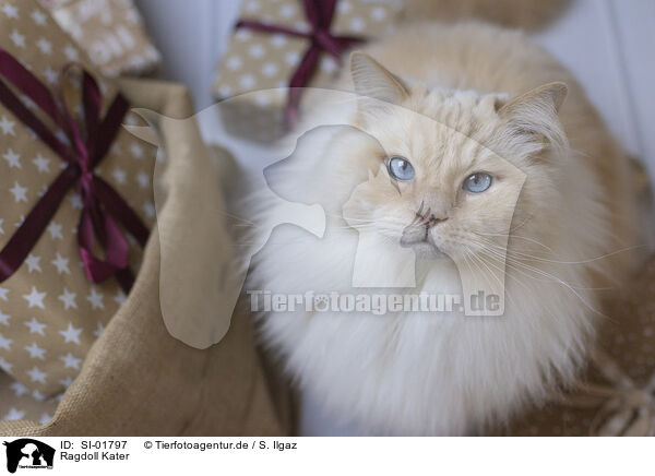 Ragdoll Kater / Ragdoll tomcat / SI-01797